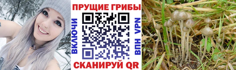 Галлюциногенные грибы Psilocybine cubensis  продажа наркотиков  Волоколамск 